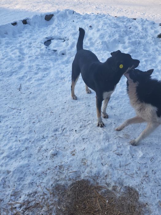 Пристраиваются в добрые ручки