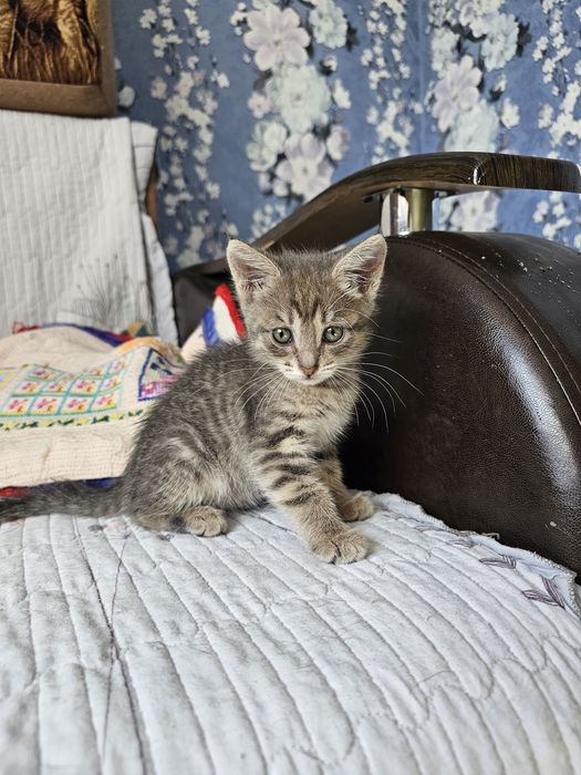 Отдаётся  котенок