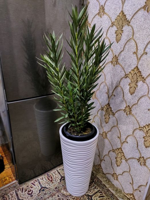 Комнатные растения, доставка