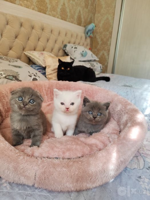 Продаются котята