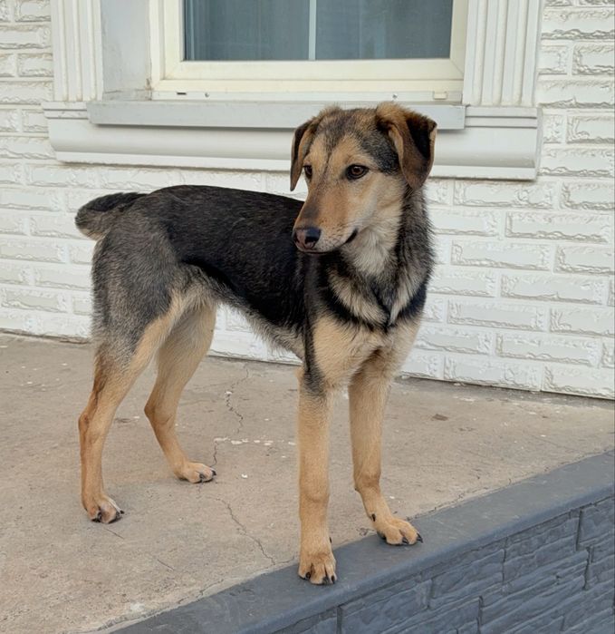 Чудесная Ника, возраст 6 мес., ищет дом