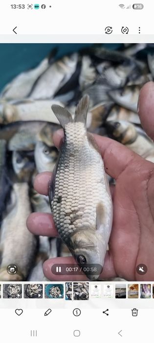 Puiet peste , crap , cteno , amur , fitofag , novac