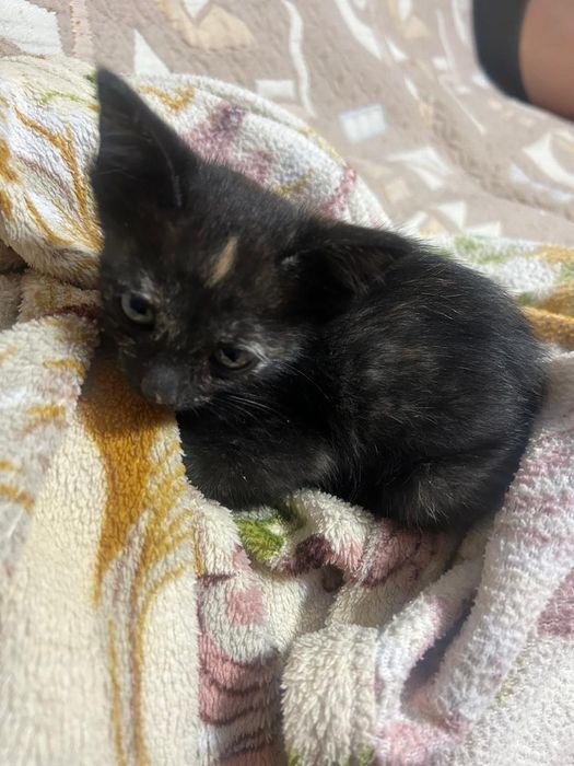 Отдам котят в добрые руки.