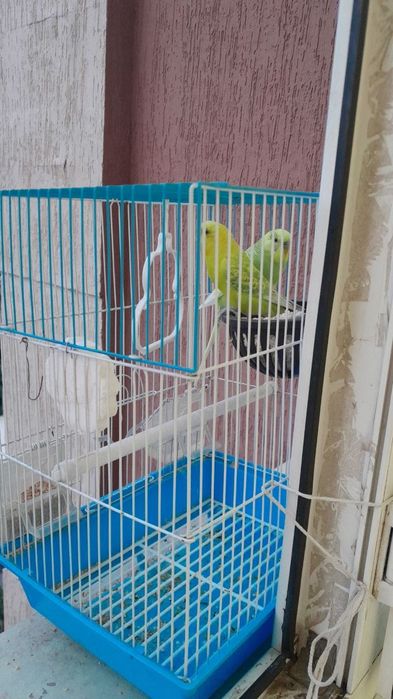 Qushlar zoti kanareka