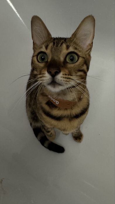 Продам кошку Бенгальскую