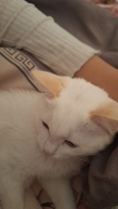 Отдам котёнка в добрые руки
