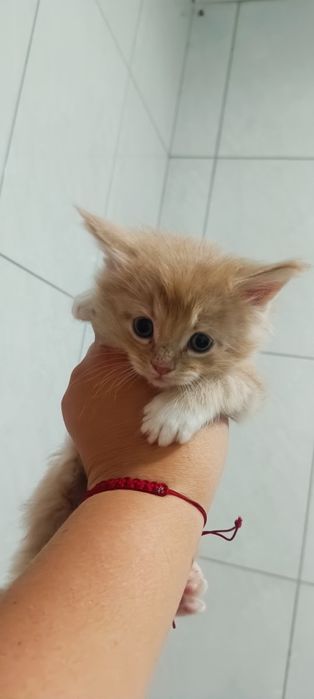 Котята Мейкунята
