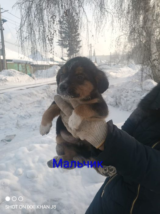 Отдам щенков мелких