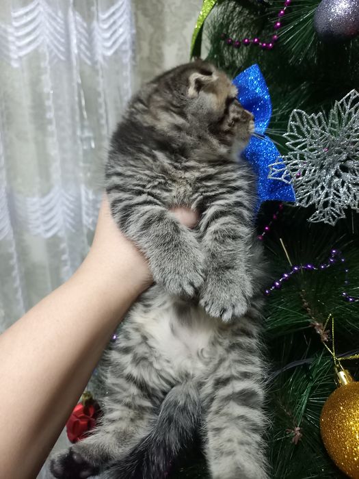 Продаются котята