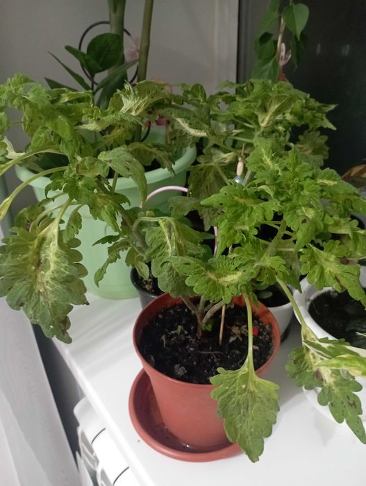 Колеус цветок комнатный