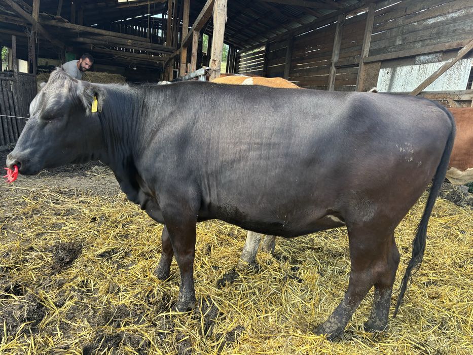 junincă angus gestanta