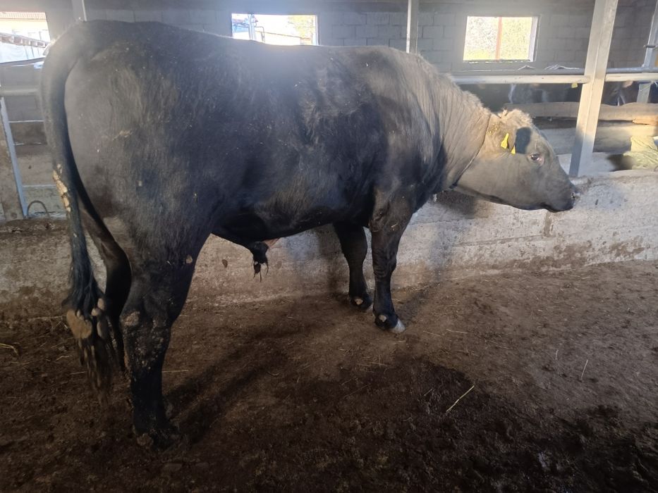 Семіз бұқалар сатылады