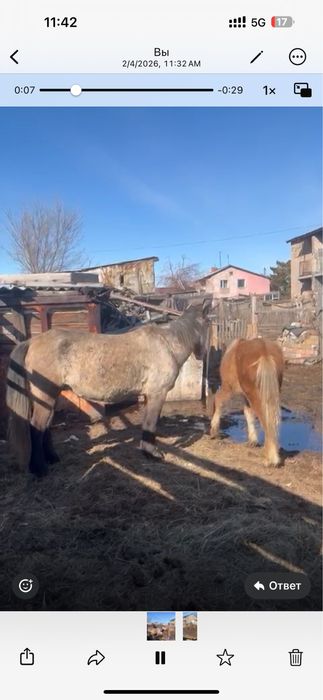 Продам кабылу жеребая