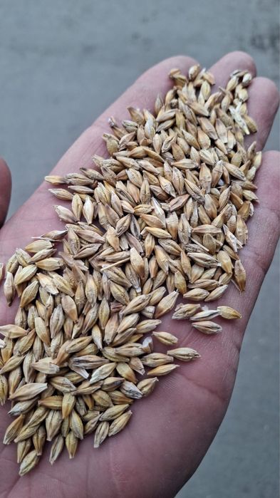 Принимаю Пшеницу 3,4,5 класса