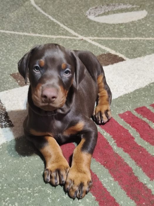 Продаются щенки добермана