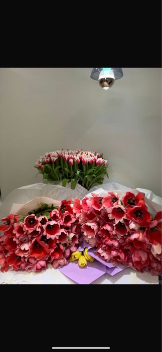 Цветы 25 тыс 101 тюлпан