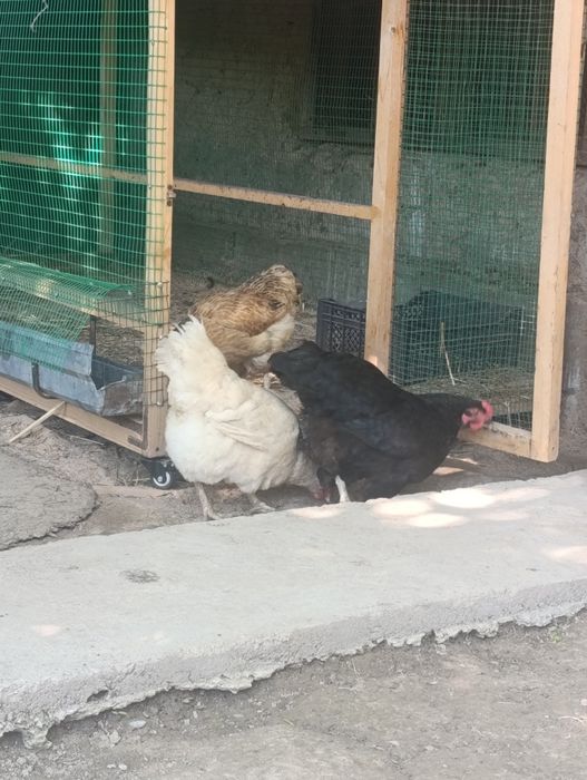 Tovuqlar bor domashniy 3ta
