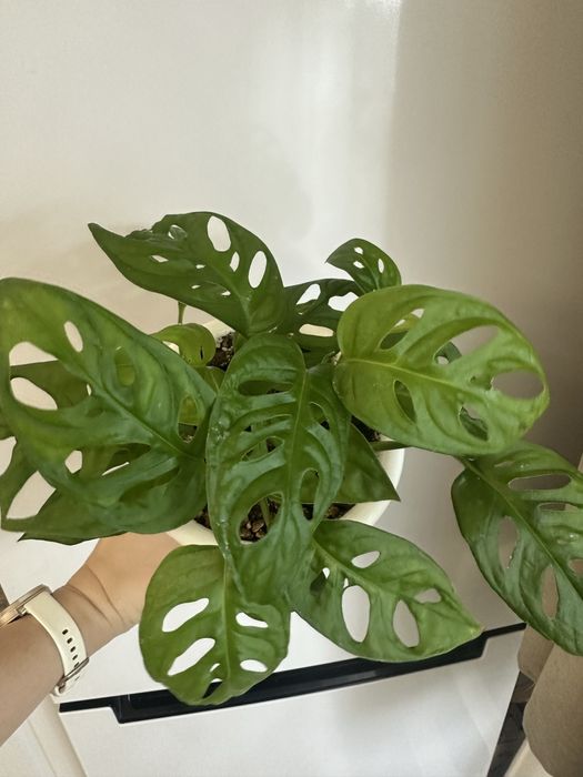 Монтера манки маск