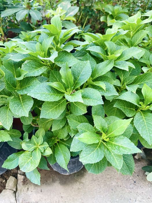 Гортензия крупнолистная, сортовая