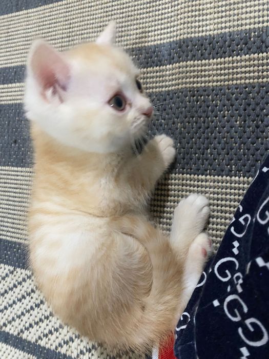 Продам шотландского котенка .