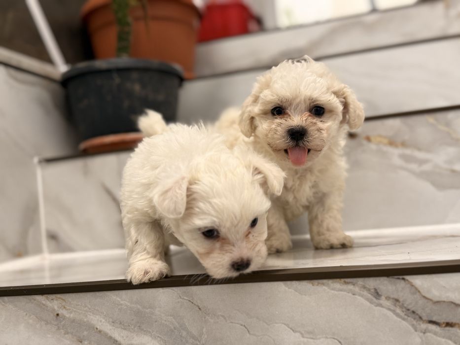 Mascul bichon miny toy