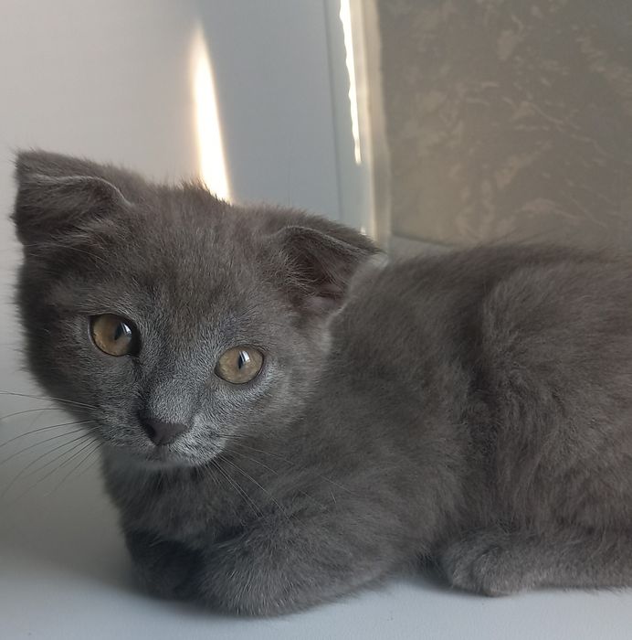 Котёнок шотландской породы