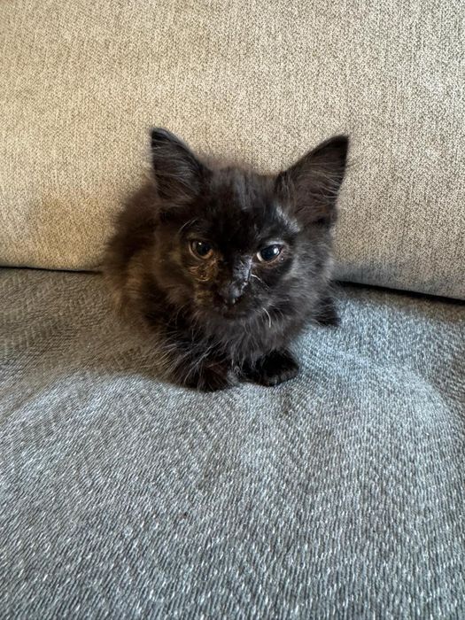 Отдам котят в хорошие руки