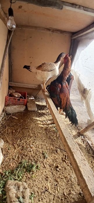 Дакан тухумлари бор сотамиз зоти карес