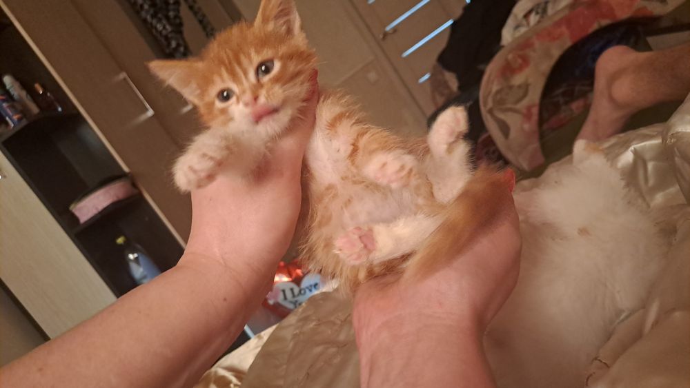 Котята шотланцы прямоухие