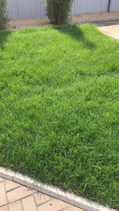 Газон газон газон под ключ