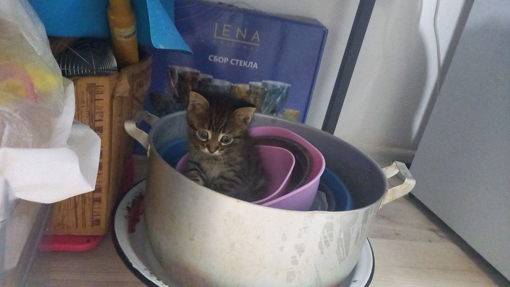 бесплотно мысык берем