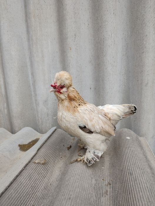 Японский Бетнамка