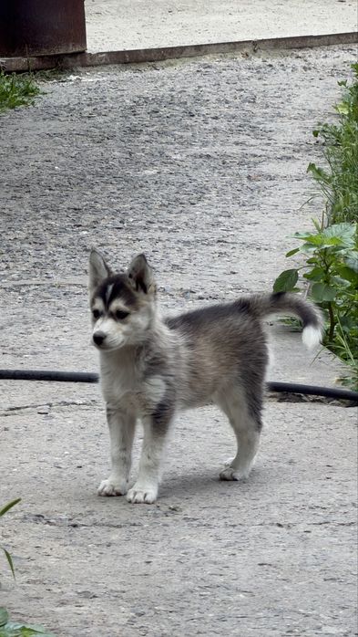Продам хаски 1 месяц
