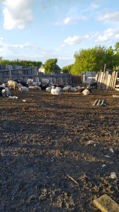 Продам баран справные