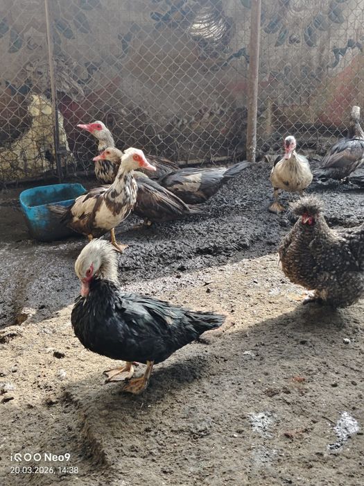 Продам индоуток молодых и взрослых