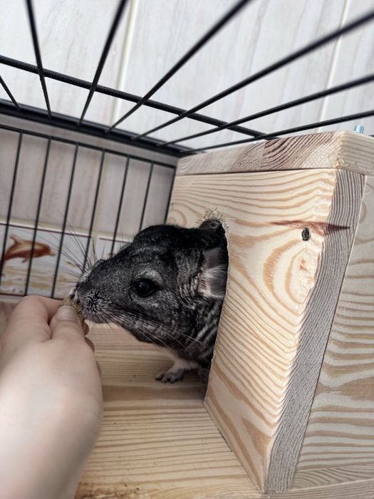 Vand chinchilla gri femela