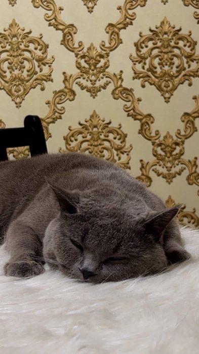 Временно выставляется на Вязки