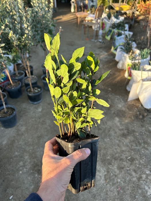 Дафинов лист - във всяка саксия има по няколко корена