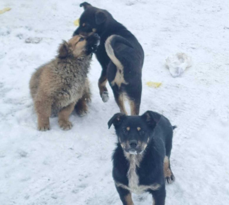 Дарю щенков,  беспородые, Окрас черный и белый. Возраст  2026 год