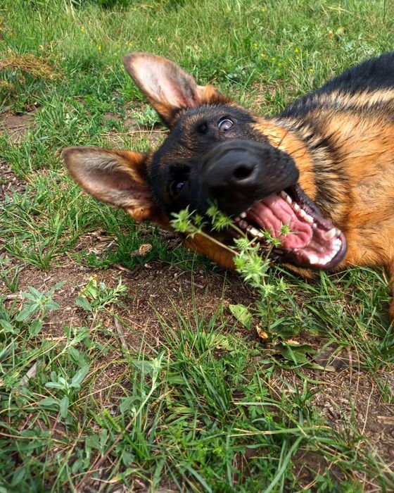 Немецка овчарка щенки