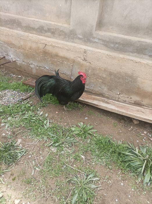 Хороз СОТИЛАДИ Хорози ози