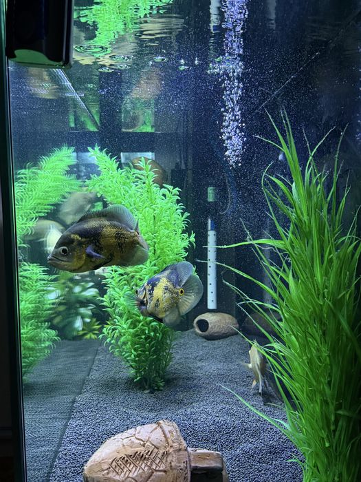 Aquarium / Аквариум / Akvarium