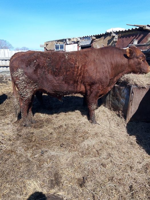 Продам быка на племя