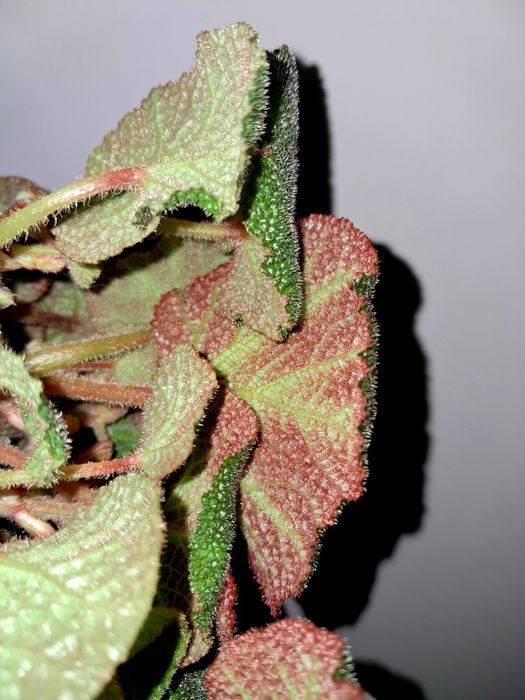 Бегония Солимутата