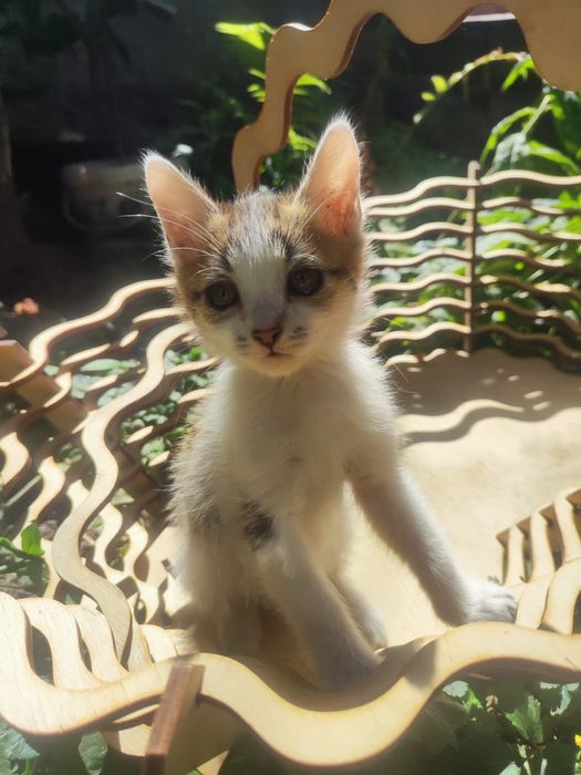 Отдам котят в добрые руки