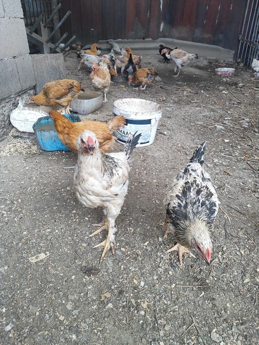 Продам домашних цыплят и курей,