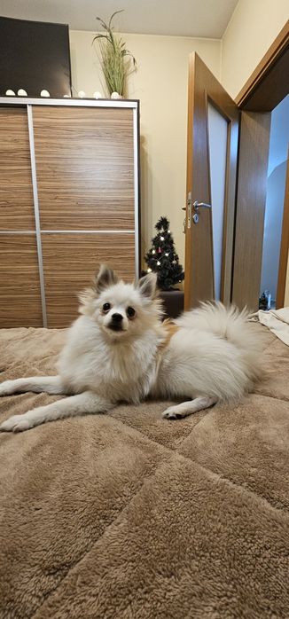 Померан/шпиц 6месеца