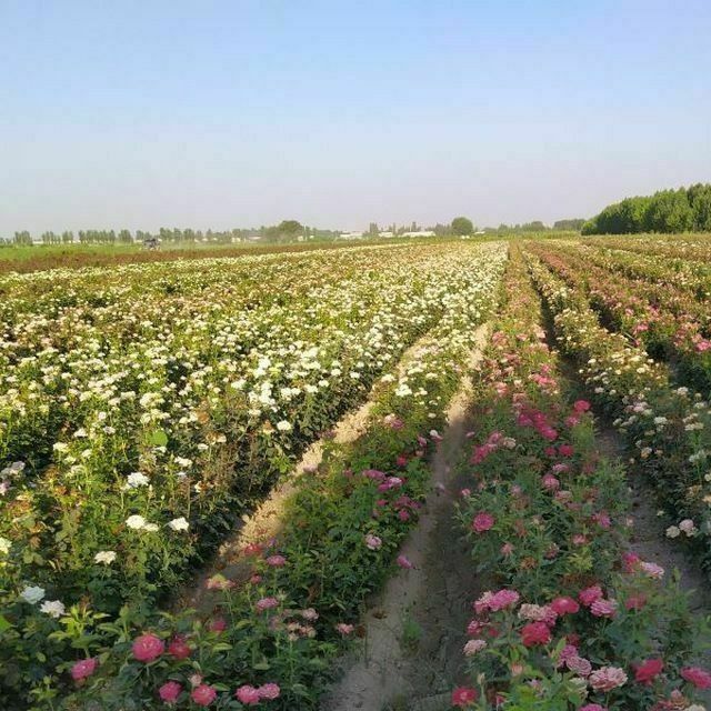 Атргул кочатлар оптом нархда