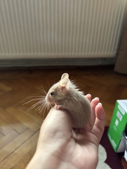 Veverițe Degu - Donatie