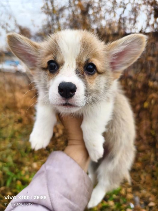 Щенки вельш корги пемброк.